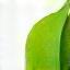 Feuille verte stylisée